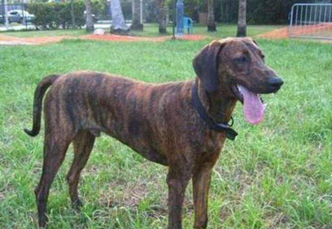 普罗特猎犬起源和介绍