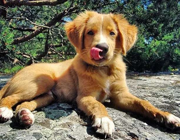 新斯科舍猎鸭寻猎犬怎么选这几个地方要重点观察