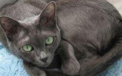 科拉特猫应该如何训练