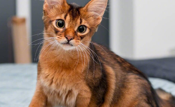 索马里猫的特点是什么