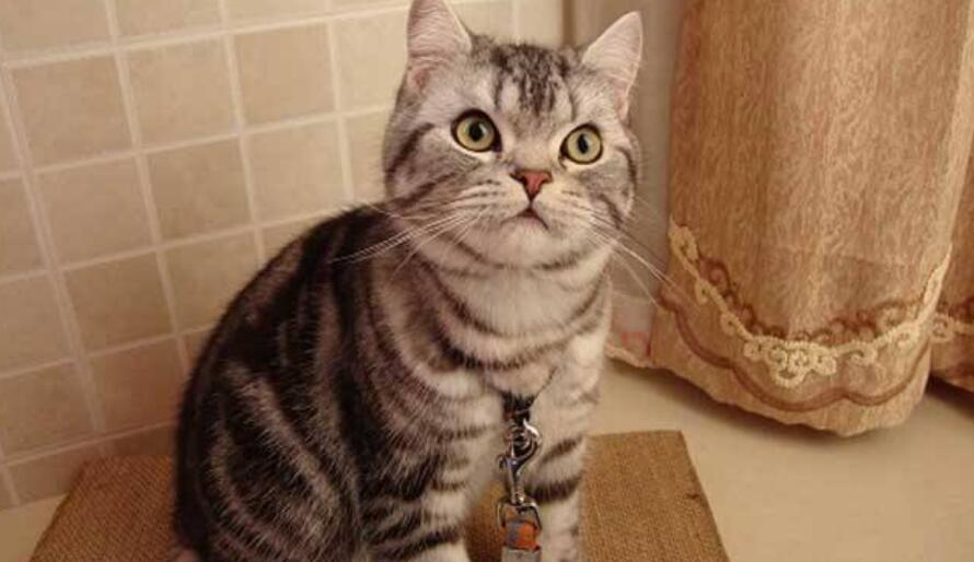 美国短毛猫有什么特点