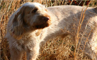 德国刚毛指示犬什么时候产仔