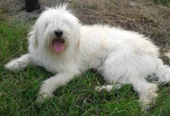 俄罗斯南部牧羊犬有哪些喜好 俄罗斯南部牧羊犬有哪些喜好