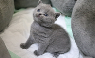 英国短毛猫应该如何训练