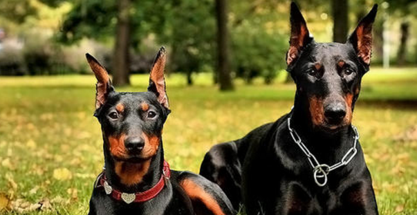 德国宾沙犬机灵吗
