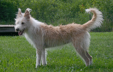 葡萄牙波登可犬训练技巧