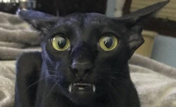 东方短毛猫好养吗 东方短毛猫好养吗