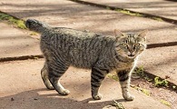 日本短尾猫的性格特征