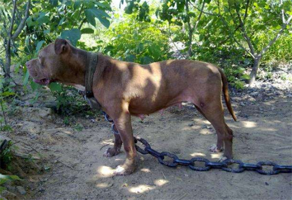 美国比特犬的外貌特征性格