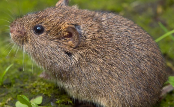 伊犁田鼠皮毛是什么颜色