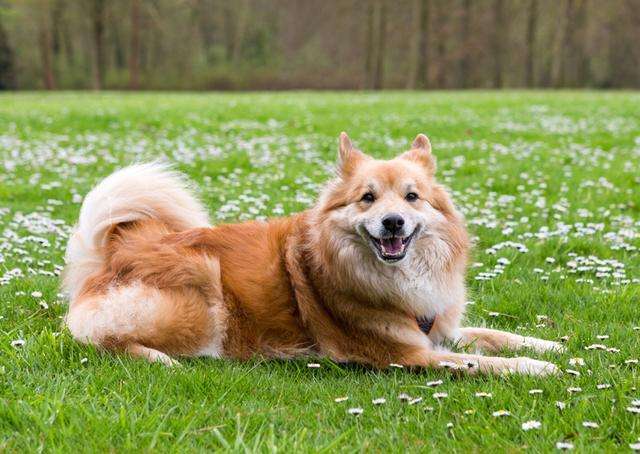 冰岛牧羊犬需要怎么教