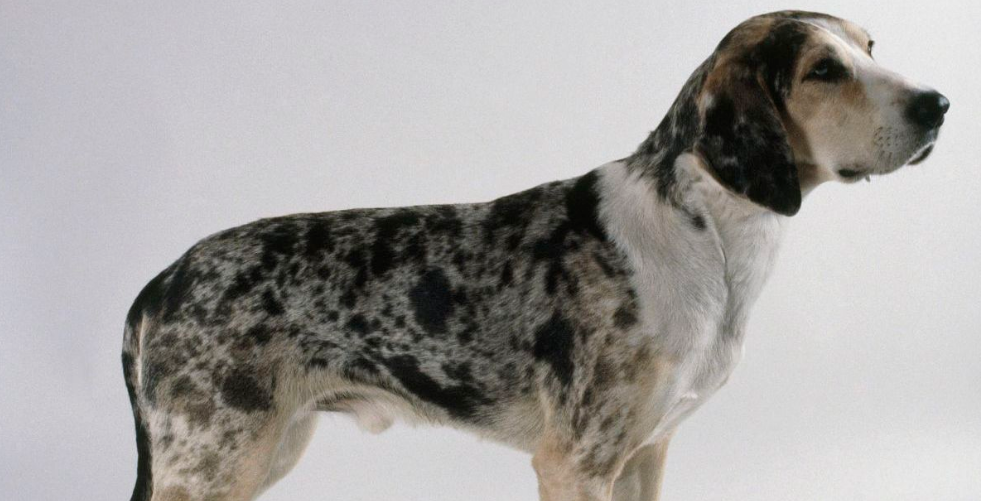 挪威伦德猎犬有几种颜色