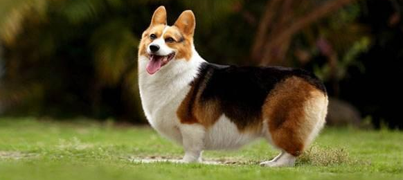 威尔斯柯基犬训练技巧有哪些