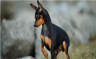 迷你杜宾犬训练技巧