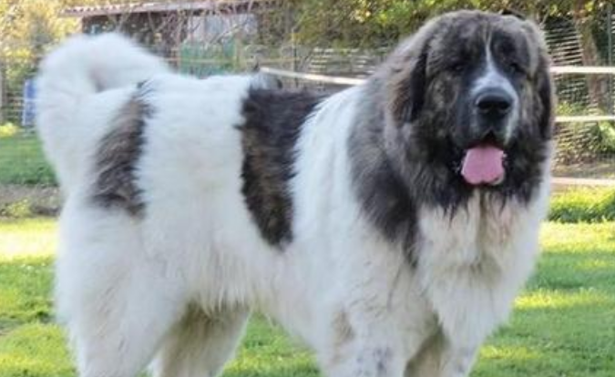 比利牛斯獒犬训练技巧