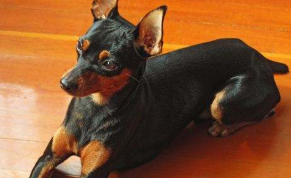 迷你杜宾犬训练有技巧吗