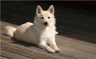 什么东西挪威布哈德犬不能吃
