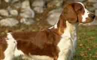 威尔斯激飞猎犬有攻击性吗
