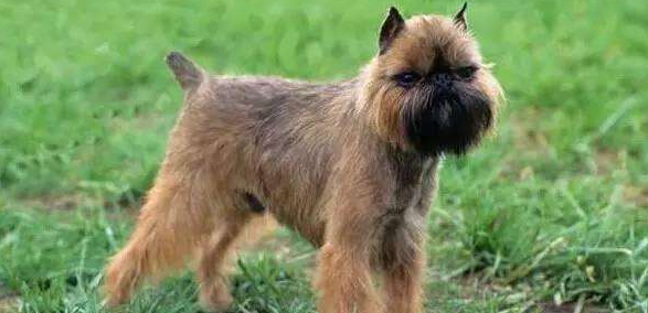 布鲁塞尔格里芬犬训练有技巧吗