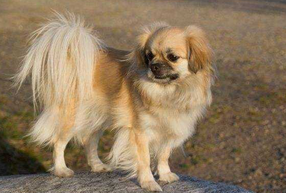 西藏猎犬的用途是什么