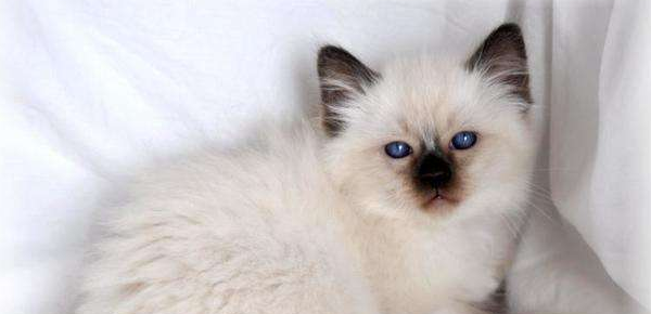 巴厘猫生病了什么状态 巴厘猫生病了什么状态