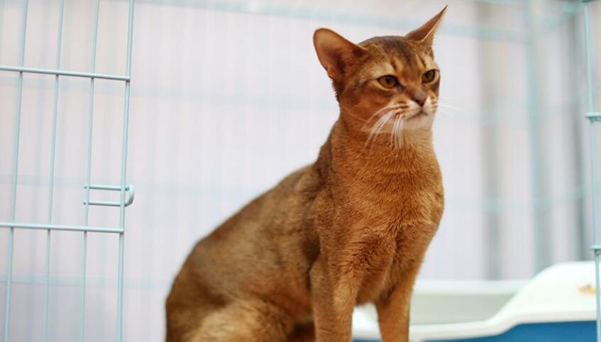 阿比西尼亚猫有什么特点