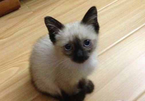 巴厘猫的性格特征 巴厘猫的性格特征