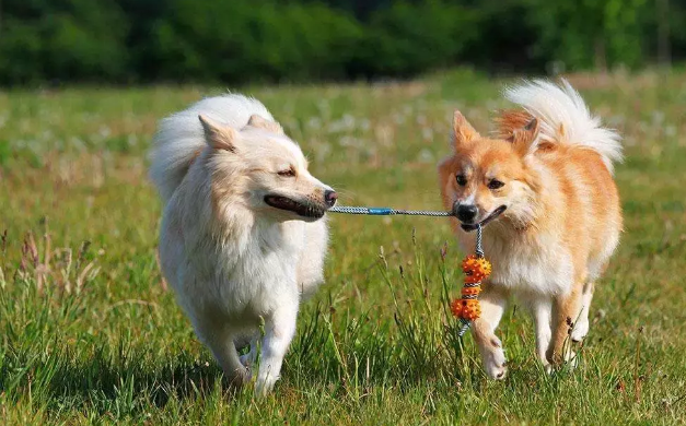 冰岛牧羊犬选购指南,你值得收藏 冰岛牧羊犬选购指南,你值得收藏