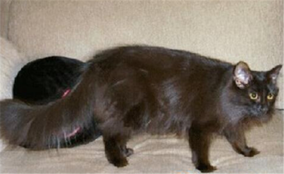 哈瓦那棕猫的体重是多少