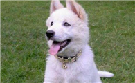 挪威布哈德犬起源和介绍