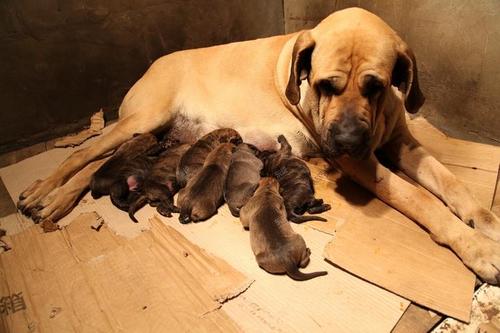 养巴西菲勒犬要注意什么 养巴西菲勒犬要注意什么