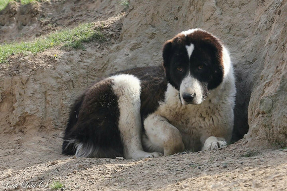 什么东西中亚牧羊犬不能吃
