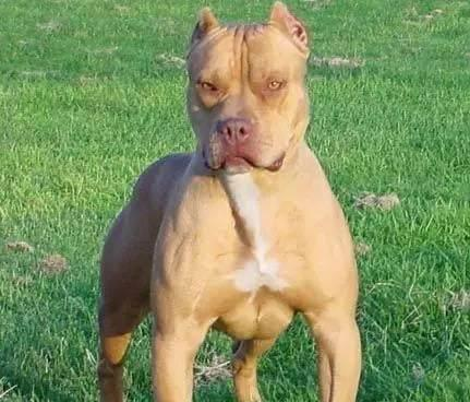 美国比特犬饲养有什么注意点 美国比特犬饲养有什么注意点