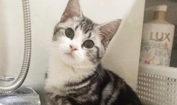 美国短毛猫不能吃什么