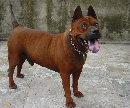 川东猎犬需要怎么教