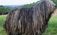 伯格马斯科犬的用途是什么