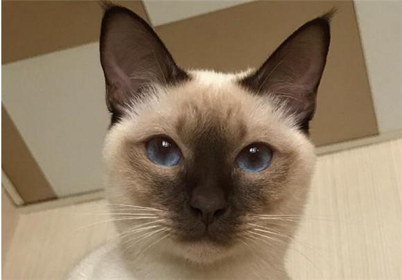 东奇尼猫为什么要绝育