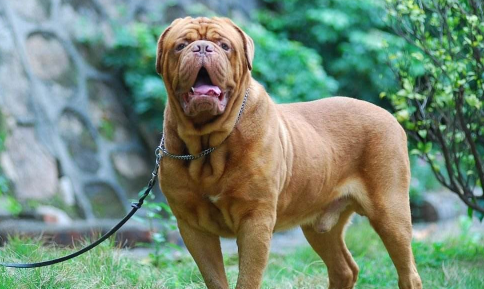 波尔多犬的外貌特征性格