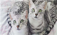 埃及猫的体重是多少
