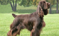 什么东西田野小猎犬不能吃