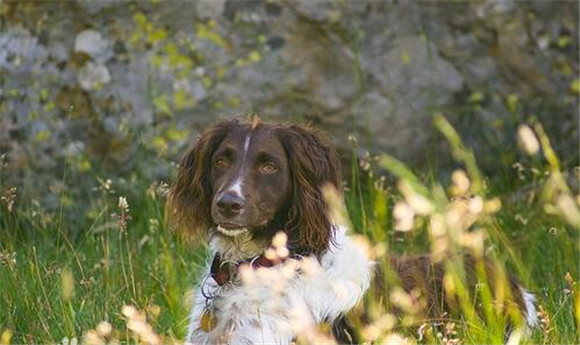 明斯特兰德犬如何训练 明斯特兰德犬如何训练