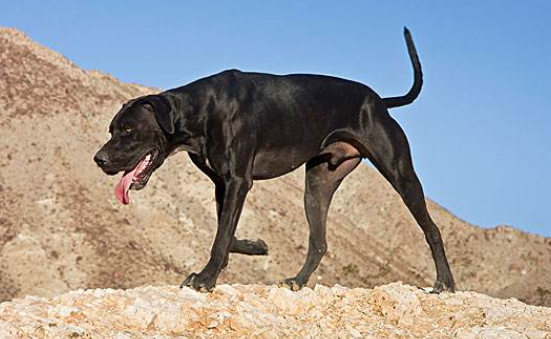 什么东西指示犬不能吃 什么东西指示犬不能吃