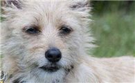葡萄牙波登可犬攻击性很强吗