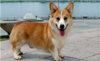 威尔斯柯基犬喜欢什么