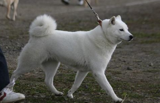 北海道犬攻击性很强吗