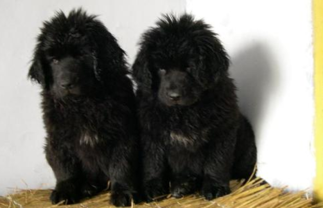 纽芬兰犬训练技巧 纽芬兰犬训练技巧