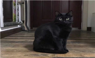 孟买猫生病了怎么办