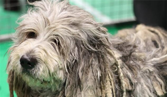 伯格马斯科犬不能吃什么
