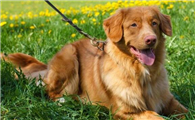 新斯科舍猎鸭犬机灵吗