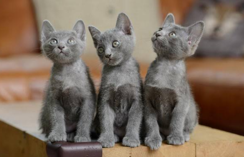 科拉特猫好养吗 科拉特猫好养吗
